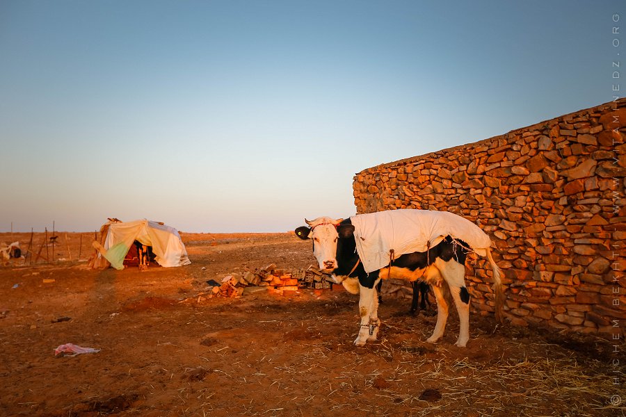 Vache laitière et son veau chez un nomade algérien