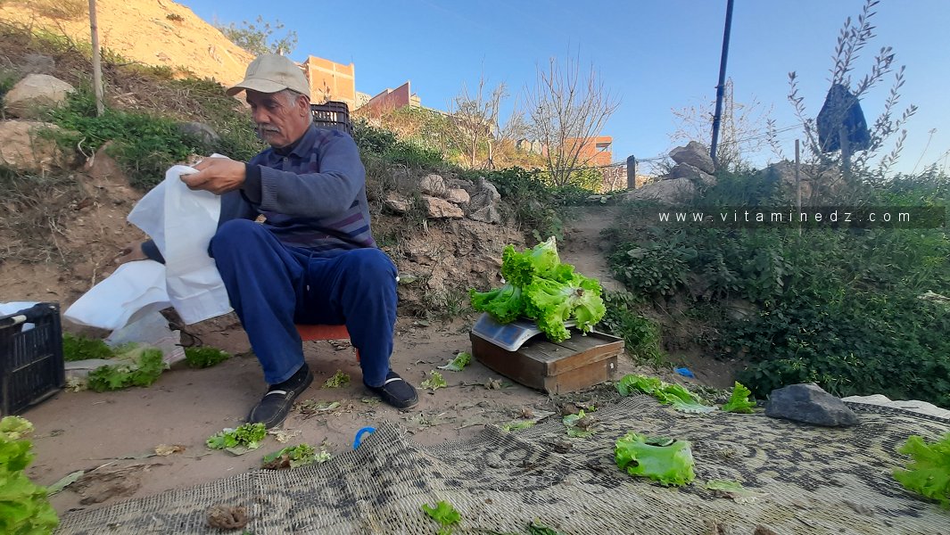 Petit agriculteur de Ghazaouet vendant ses laitues