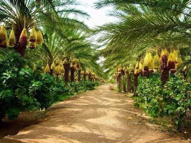 #واحات_الدوسن 🏜🌴🌴🌴💚