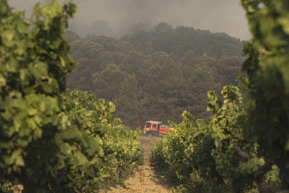 Planète - La mortalité climatique des arbres menace toutes les forêts d’Europe