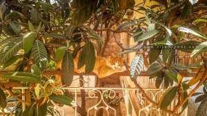 Comment un chat tient-il son équilibre en dormant sur une simple barre de fer