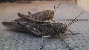 mode de reproduction du criquet