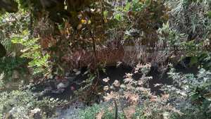 Oued Sidi Chaïb traversant la commune de Hennaya (ex Eugène Etienne)