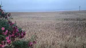 Champs de céréales au village des Ouled Aala (Amieur)