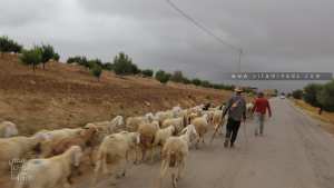 Berger avec son troupeau de mouton à l'entrée de Ouled Alaa.