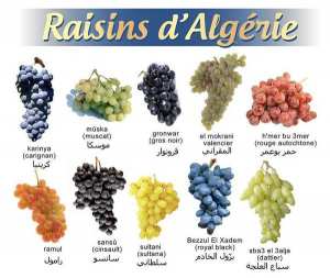 Type de raisins d'Algérie