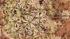 Atractylis caespitosa