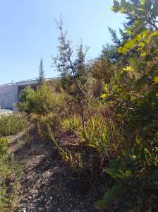 Planète (Constantine/Algérie/Afrique) - Djenane Dardar Qacentina: Un jeune sujet de Chêne vert ou  Ballout el Akhdar