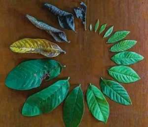 La feuillage que nous sommes !!!