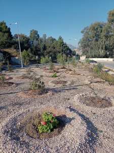 Planète (Constantine/Algérie/Afrique) - Djenane Dardar et Djenane Ballout el Akhdar