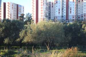 Aadl khemis el khachna 2013 عدل خميس الخشنة