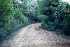 Fôret de تبحيرين Tibhirine à la commune Labartache (Wilaya de Boumerdes)