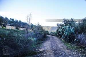 Fermes traditionnelles en plein fôrets de la commune de Labartache (Wilaya de Boumerdes)