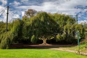 Planète (France/Europe) - Arbre de l'année 2023: Hêtre pleureur de Bayeux