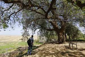 Arbe El botma près de la mosquée de Ain Taslit
