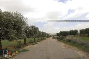 Douar Benslimane (Champs d'oliviers)