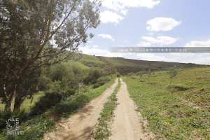 Berges de Oued Isser au milieu de champs de céréales