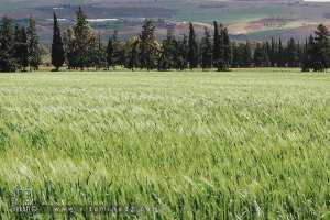 Champs de Blé à El Fehoul