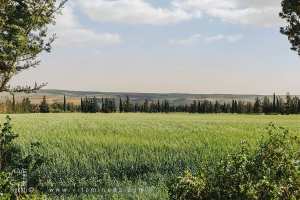 Champs de céréales à la commune d'El Fehoul, Tlemcen