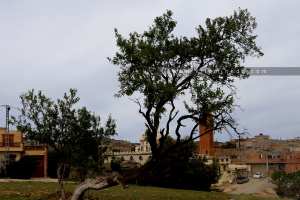 Mosquée Abou Bekr Essedik, El Kreima (Souk El Khemis)