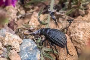 Pimelia est un genre d'insectes coléoptères de la famille des Tenebrionidae.