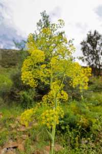 La Férule commune (Ferula communis)