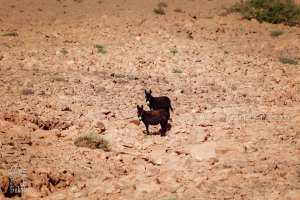 L'âne animal de locomotion idéal au par national de Djebel Aissa