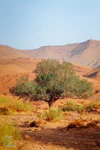 Parc national de Djebel Aissa et Régénération végétale