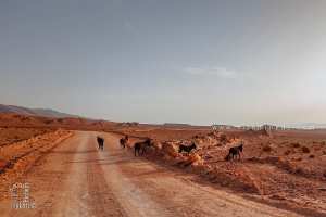الحمار، حيوان الحركة المثالي في الحظيرة الوطنية جبل عيسى
