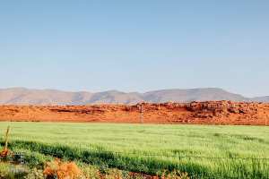 Culture céréalière dans les vastes territoires du Parc de Djbel Aissa