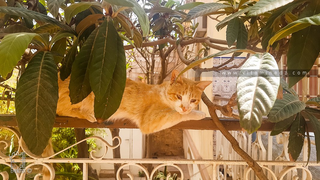 Comment sait-on qu'un chat est triste ou heureux?