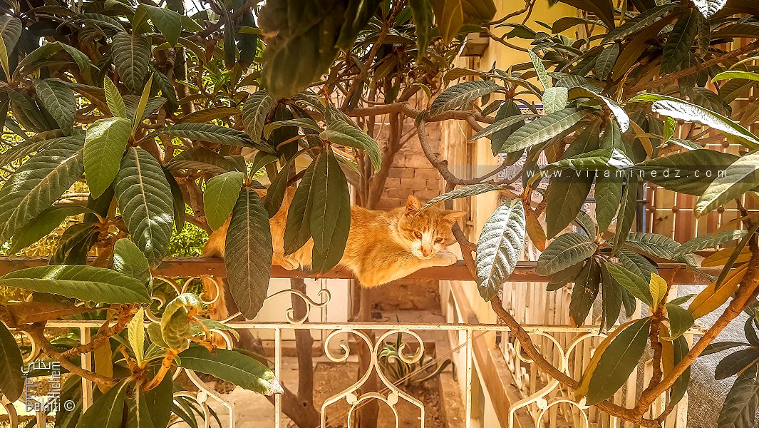 Comment un chat tient-il son équilibre en dormant sur une simple barre de fer