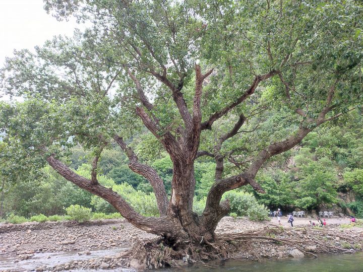 le Peuplier Noir (Populus nigra).