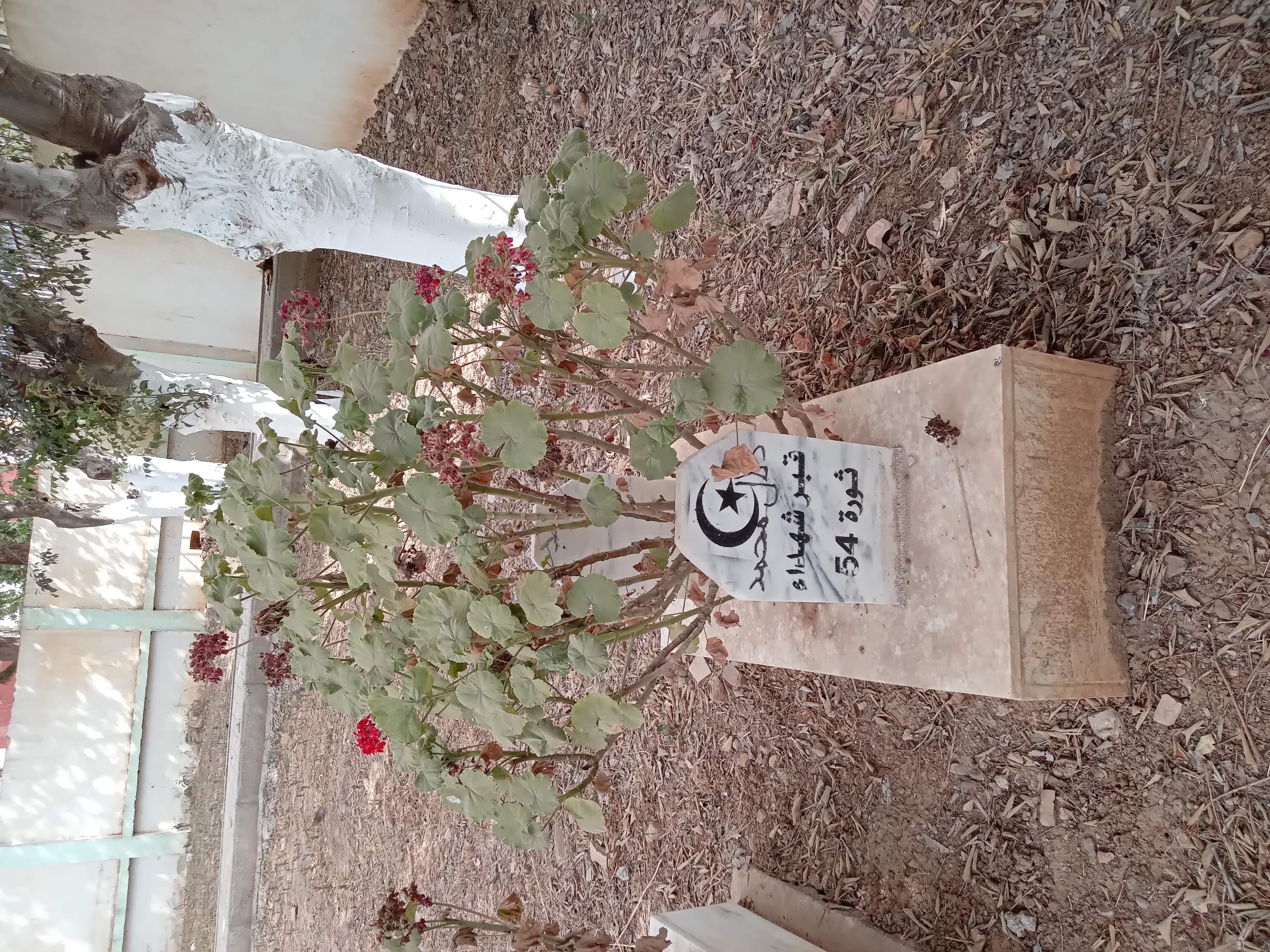 الشهيد دلاّل محمد بن محمد