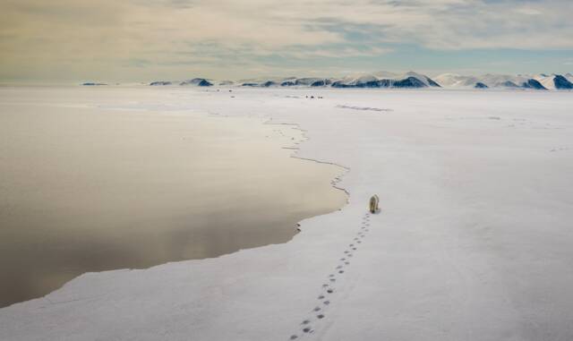 Planète (Arctique) - L'ours polaire