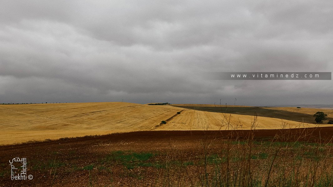 Terres agricoles de la Commune de Amieur (Tlemcen)