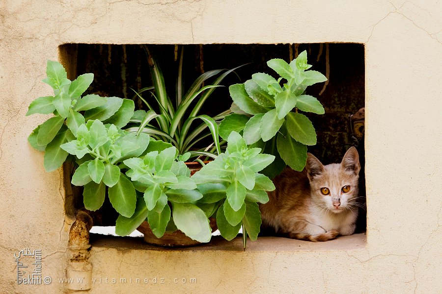 Un petit chat venant réchauffer nos coeurs