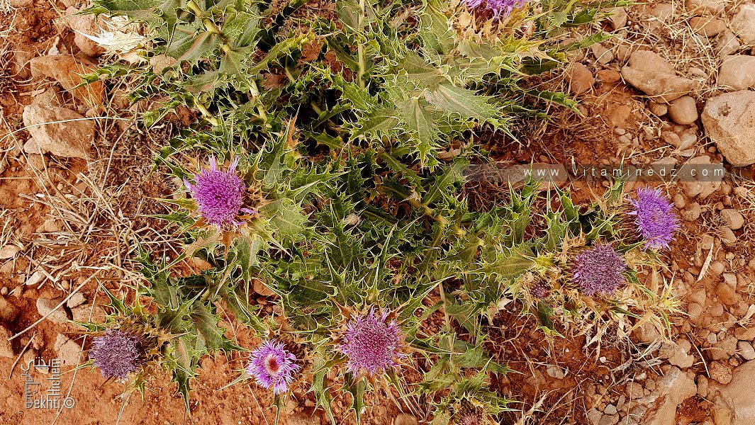 Cardon nain الورخة القزمة الأسم العلمي: klasea pusilla