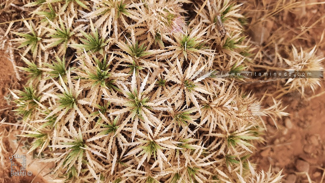 Atractylis caespitosa