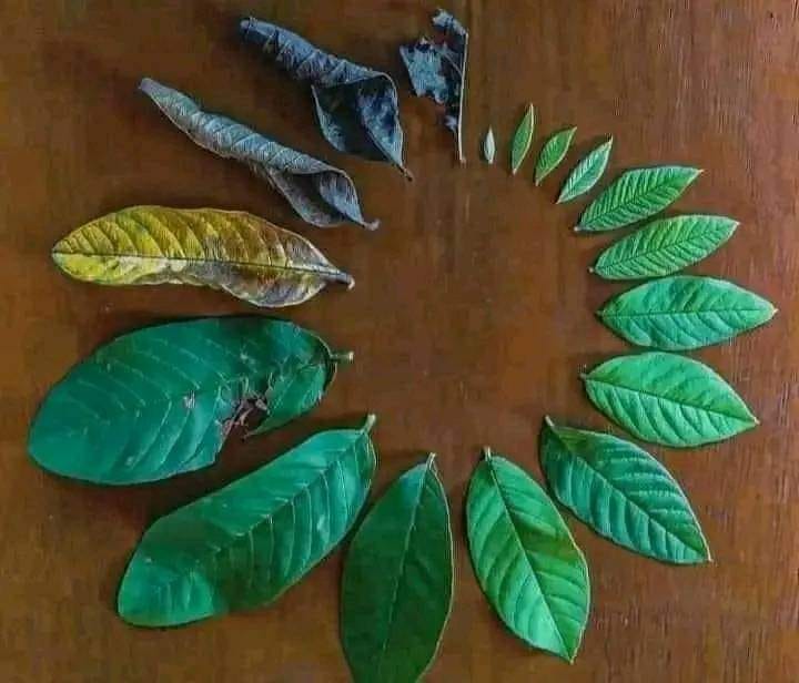 La feuillage que nous sommes !!!