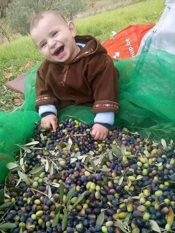 Début de la saison de récolte des olives