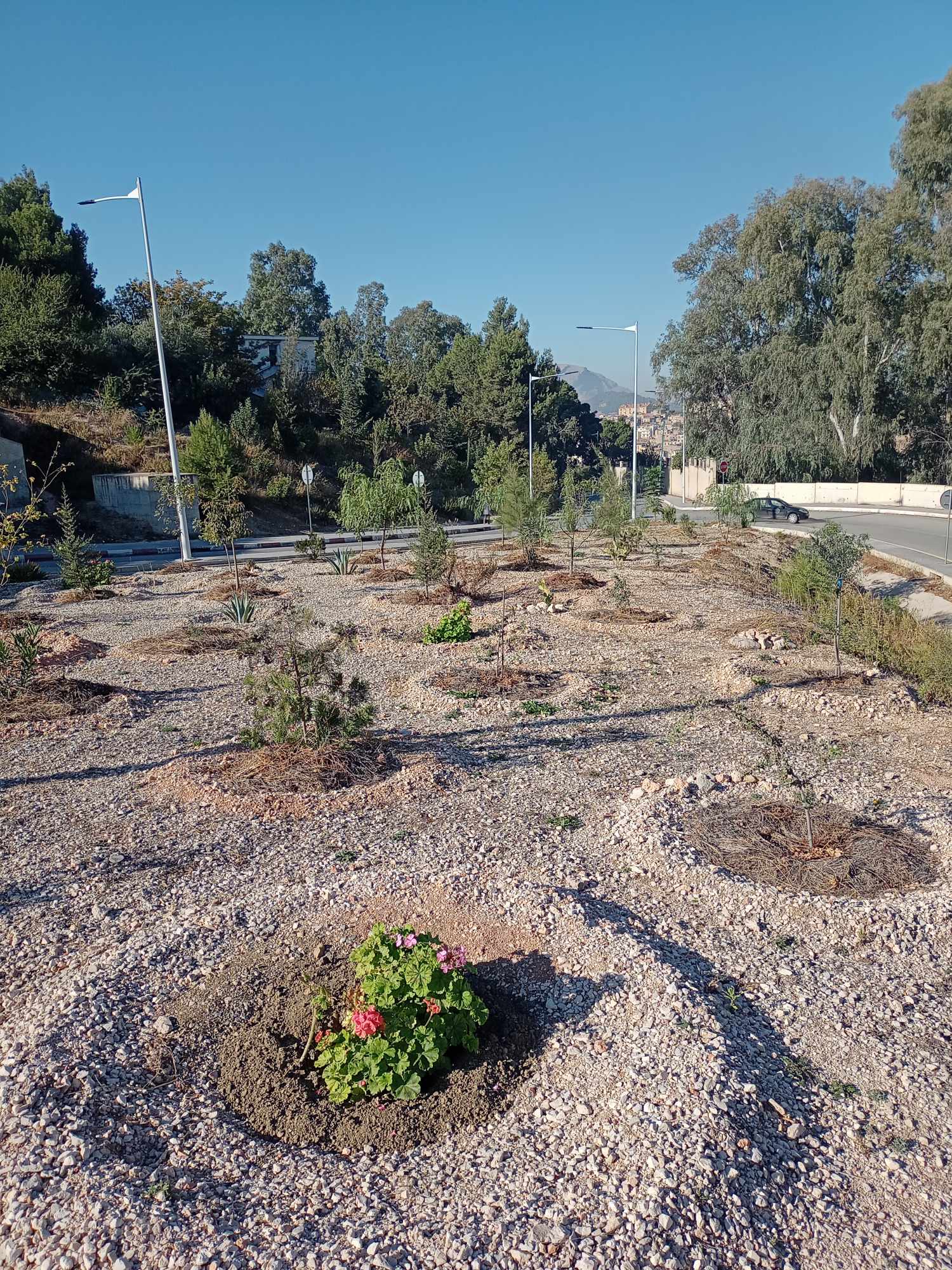 Planète (Constantine/Algérie/Afrique) - Djenane Dardar et Djenane Ballout el Akhdar