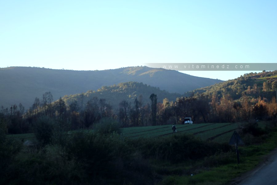 Champs agricoles et nature à la sortie de Khemis El Khechna