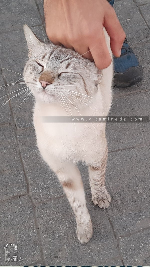 Un très beau chat siamois abandonné dans une station service.