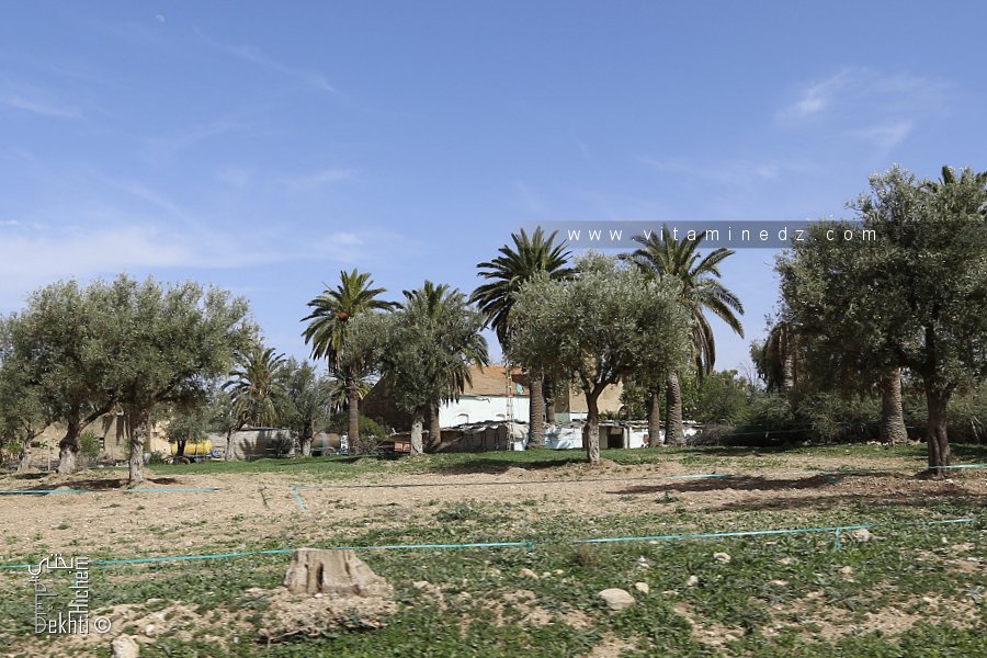 Ferme coloniale à la sortie de Sidi Abdelli (Abdellys)