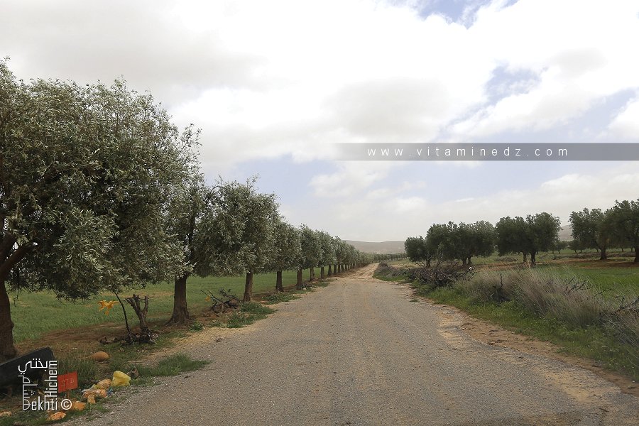 Douar Benslimane (Champs d'oliviers)