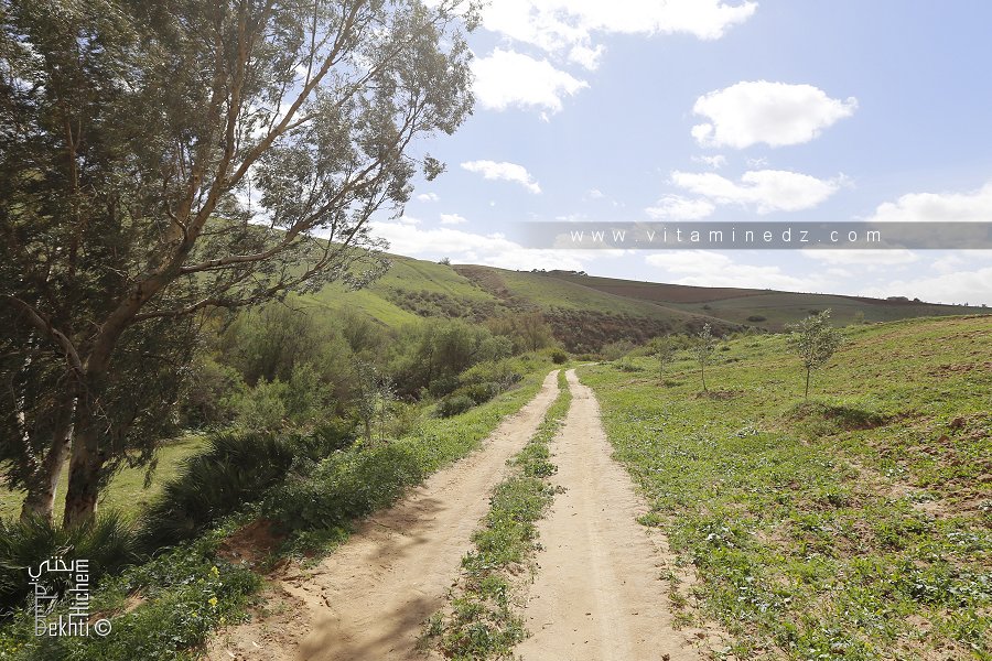 Berges de Oued Isser au milieu de champs de céréales