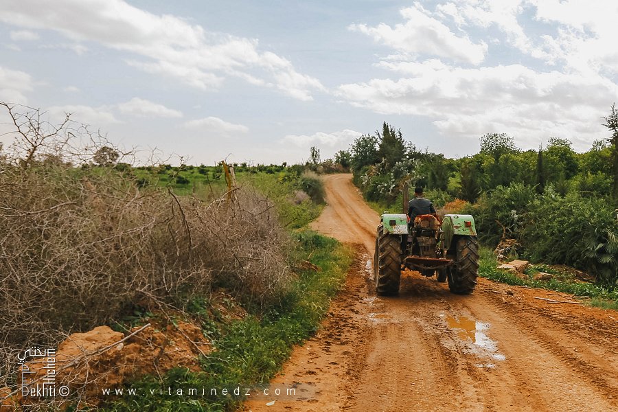 El Fehoul : Mazraat Sid Leuz