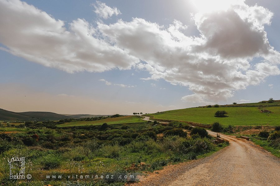 Champs de Blé à El Fehoul (bled Boukache)