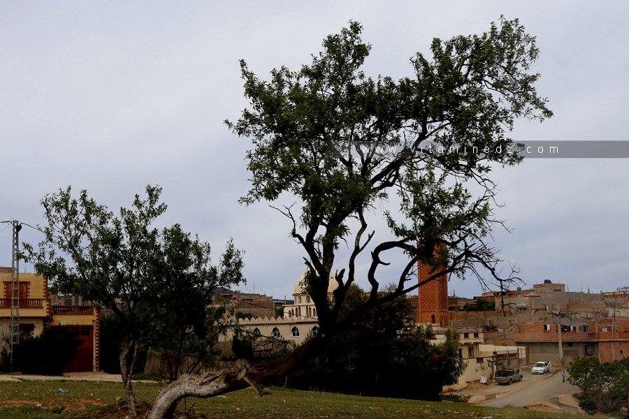 Mosquée Abou Bekr Essedik, El Kreima (Souk El Khemis)